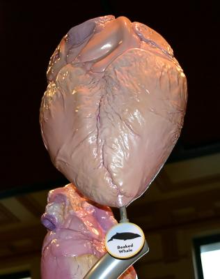Whale heart
