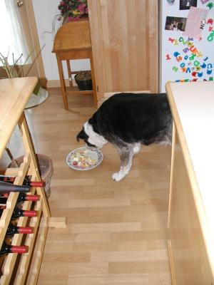 Shortys easter.jpg