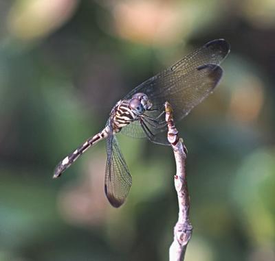 purple eyed dragonfly