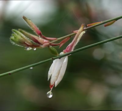 salvia drops