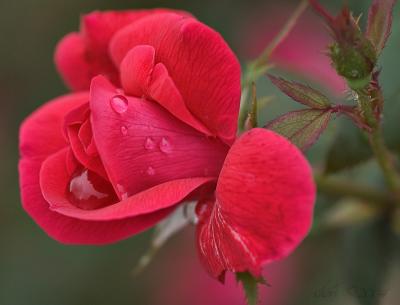 red rose drops