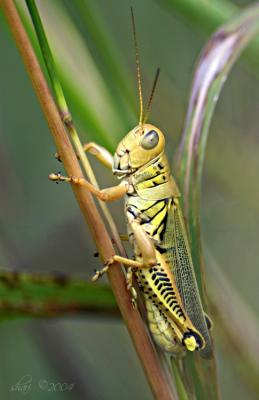 grasshopper