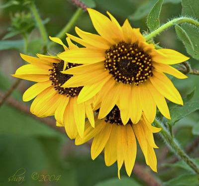 u8/shariwb/medium/32908298.sunflowers2.jpg
