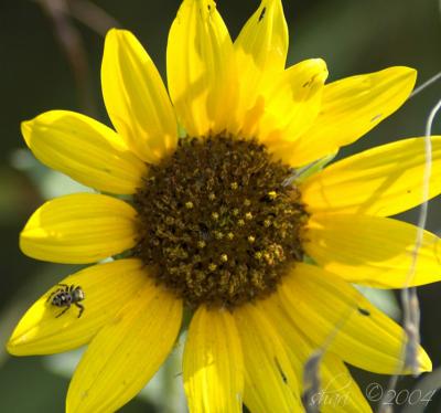 sunflower with spider