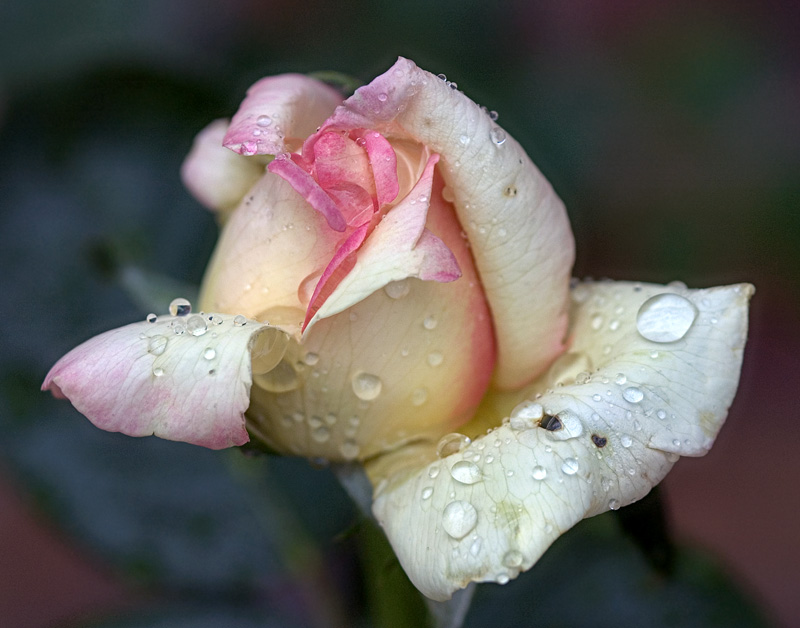 raindrops on rose