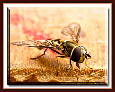 One Last Bee