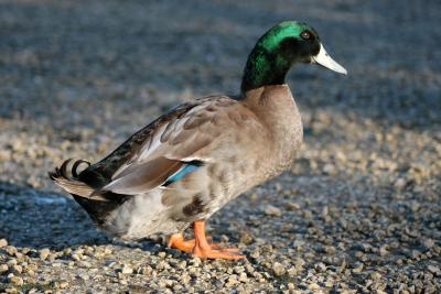 Mallard