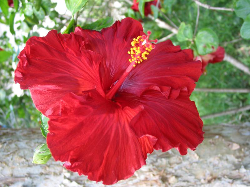 Red Hibiscus