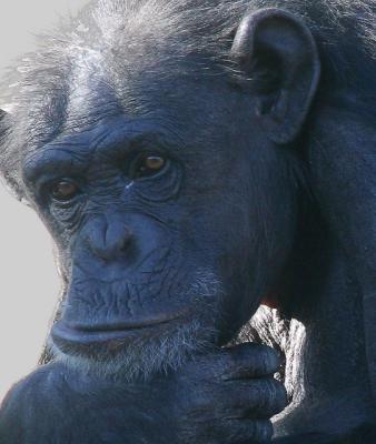 Chimpanzee in thought