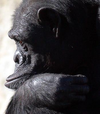 Profile of chimpanzee deep in thought