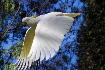 Sulphur crested cockatoo  in flight