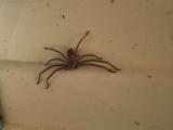 Huntsman spider.