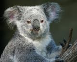 Koala awake