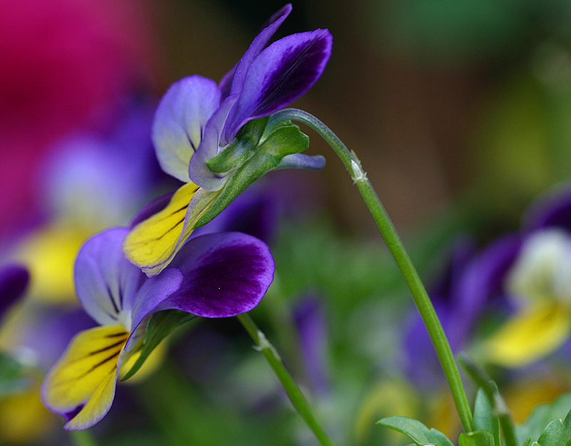 Violas.jpg