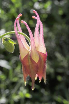 Backlit Columbine