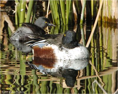 Least Grebe and Northern Shoveler