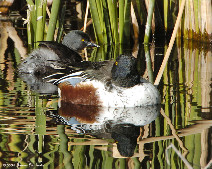 Least Grebe and Northern Shoveler