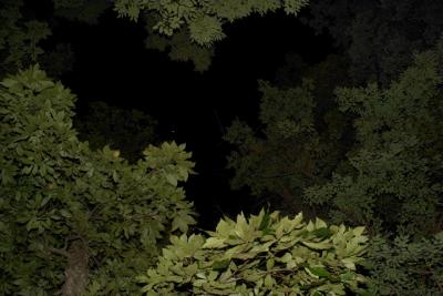 Trees at Night.jpg