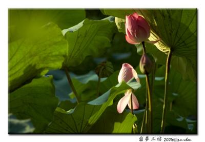 DSC_0334.jpg