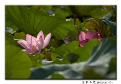 DSC_0352.jpg