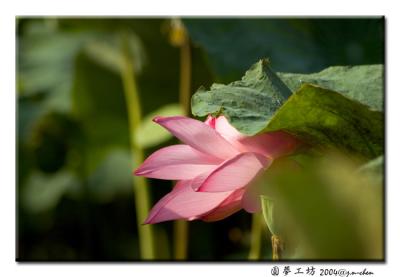 DSC_0353.jpg