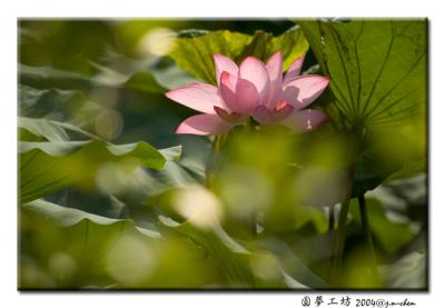 DSC_0355.jpg