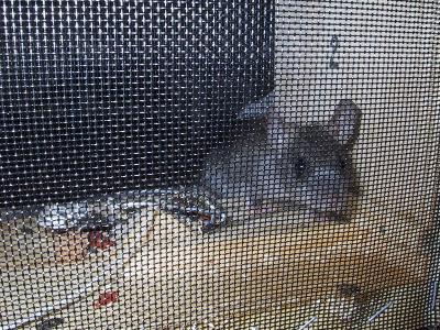 Curious little critter's get caught.jpg