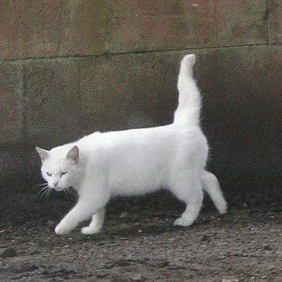 farm cat