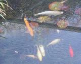 Pond fish under anti heron net