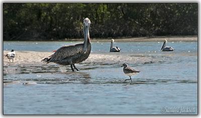 Pelican with shore birds