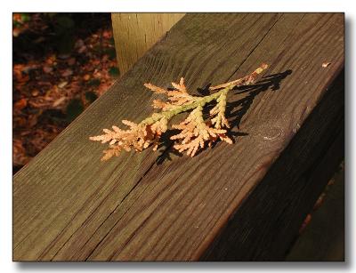 cedar sprig in the late afternoon sun