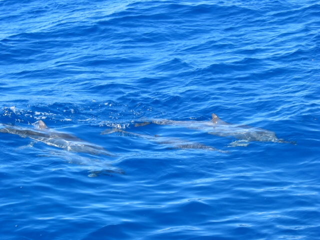 dolphin 1.jpg