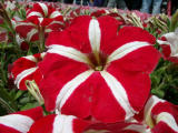 Garden Petunia 2