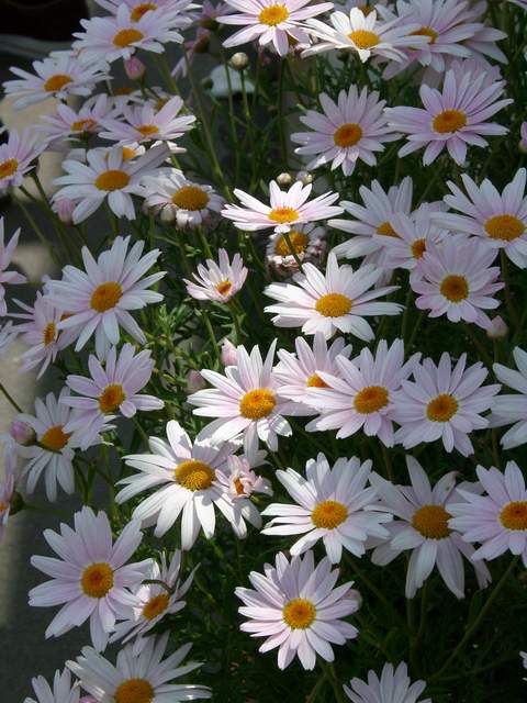 Chrysanthemum 3