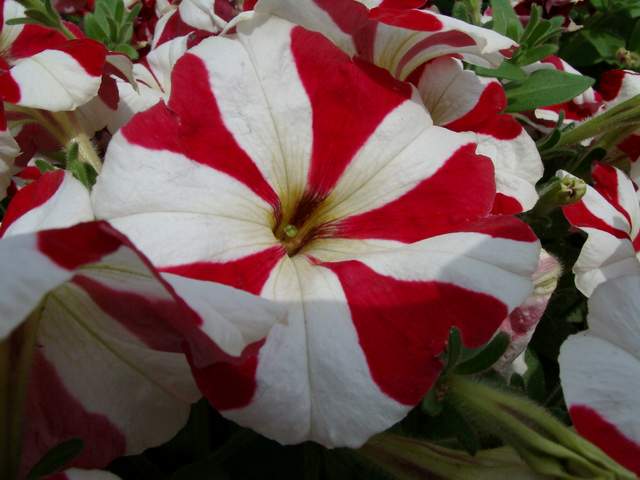 Garden Petunia 3