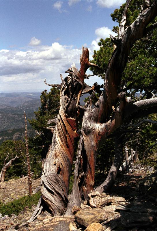 Gnarled2