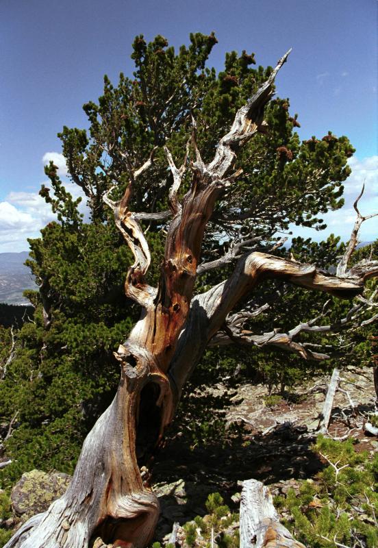 Gnarled3