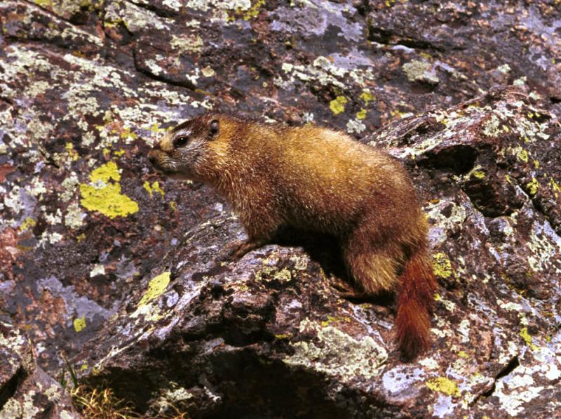 Marmot