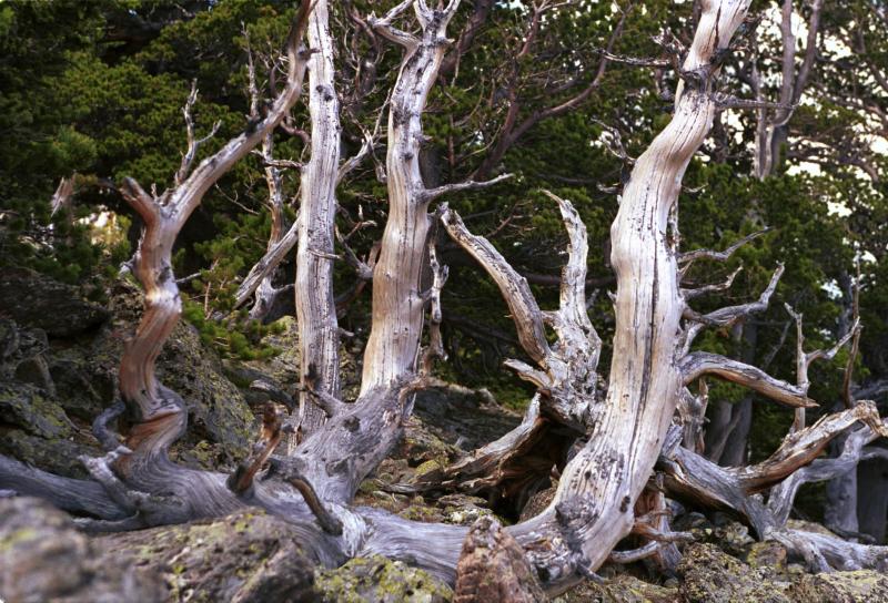 DeadTree