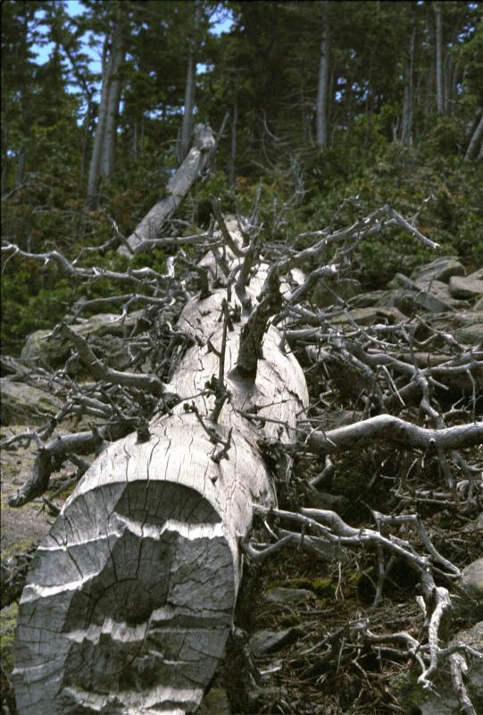 DeadTree