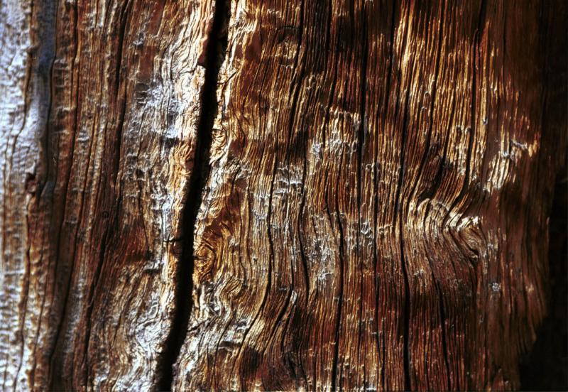 TreeCloseUp