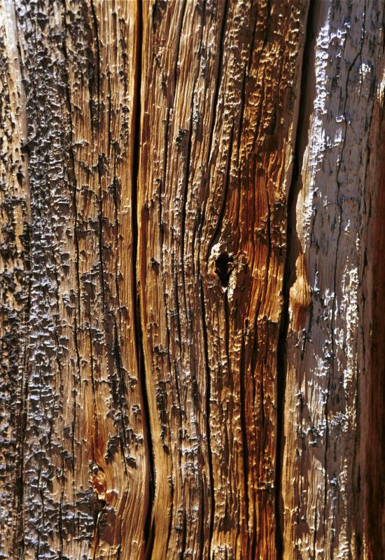 CloseupTree