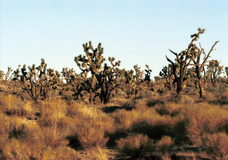 Yucca Trees