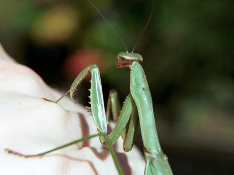 Mantis on Hand
