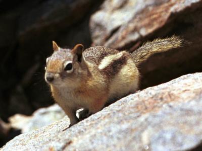 chipmunk