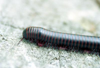 Millipede