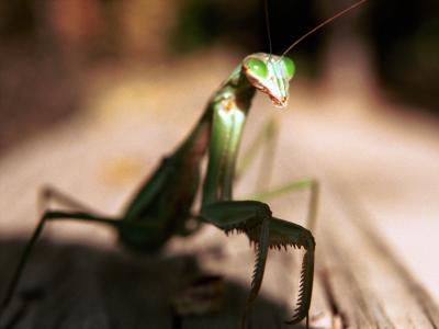 Praying Mantis
