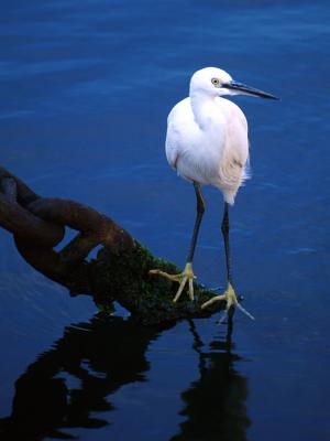 Little Egret (Egretta garzetta)