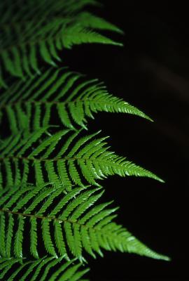 Sawtooths Fern