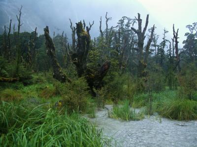 Rain on the Milford Track